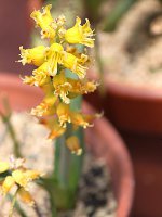 PiA(lachenalia mathewsii)