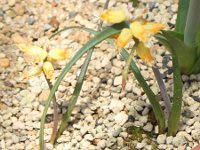 PiA2(Lachenalia mathewsii)