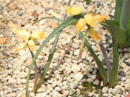 PiA(Lachenalia mathewsii)