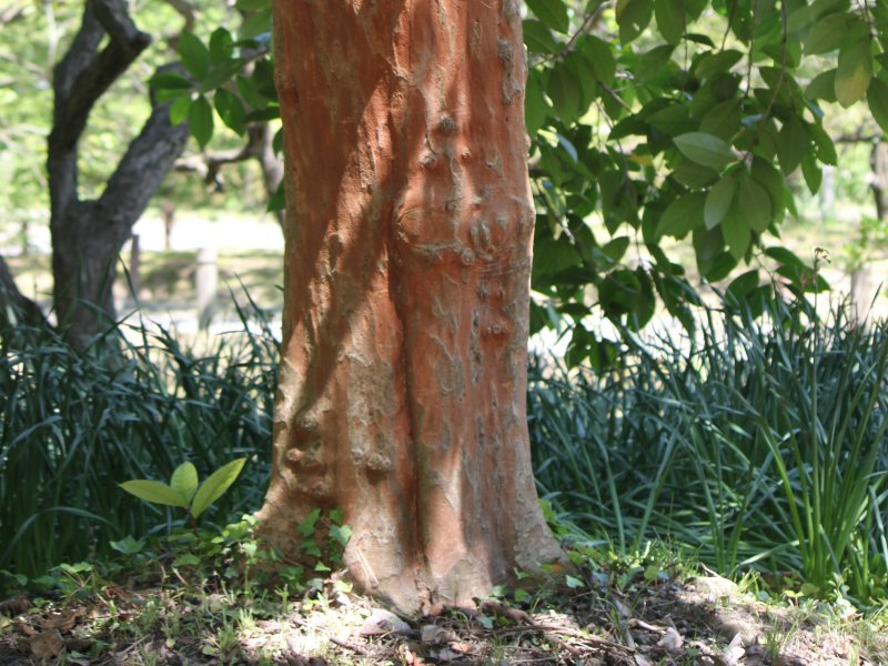 oN`mLił̖؁AwFPrunus zippelianaj