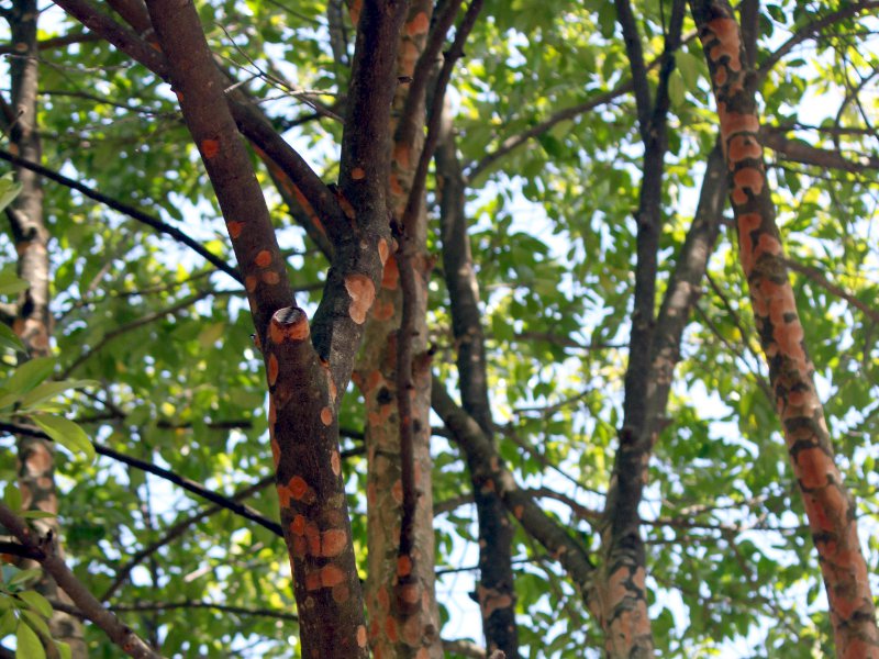 oN`mLił̖؁AwFPrunus zippelianaj