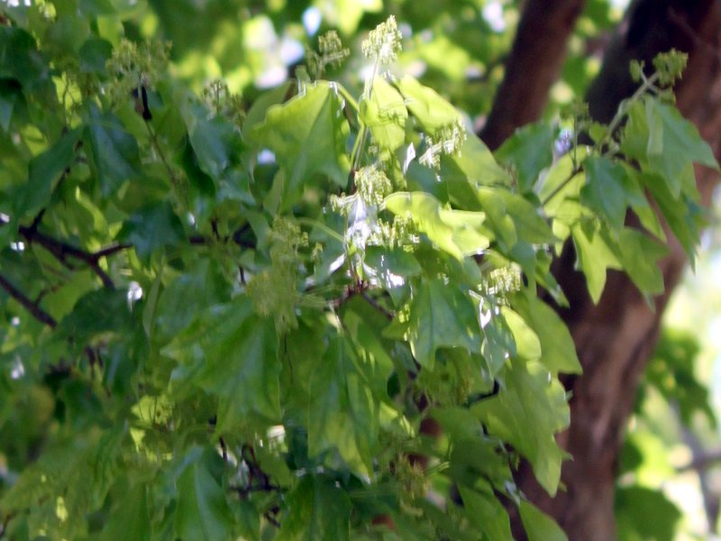 gEJGfiwFAcer buergerianumj