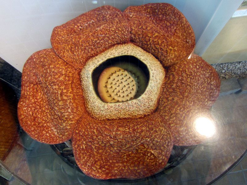 ラフレシア・アルノルディー（Rafflesia、学名：Rafflesia arnoldii）