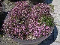 Wv\tBEX-WvV[EfB[vE[Y