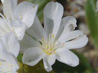 EBVAEG[[11(kewisia Erice)