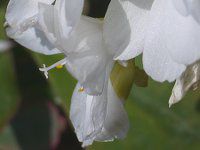 EBVAEG[[13(kewisia Erice)