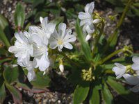 EBVAEG[[14(kewisia Erice)