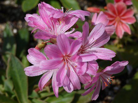 EBVAEG[[F15(kewisia Erice)