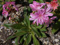 EBVAEG[[F16(kewisia Erice)