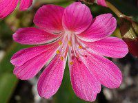 EBVAEG[[ZF17(kewisia Erice)