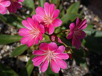 EBVA'G[['(kewisia Erice)