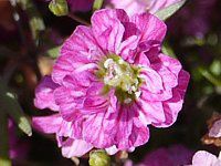 Wv\tBEX(Gypsophila muralis) 'WvV[EfB[vE[Y'