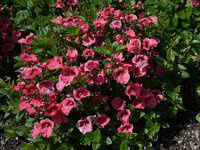 fBAXLA(Diascia)'fBAeER[[Y'