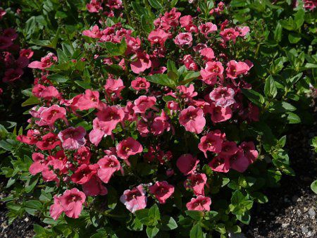 ディアスキア Diascia かぎけんweb ディアスキア Diascia かぎけんweb