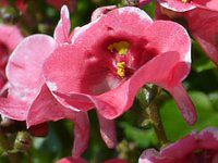 ディアスキア Diascia かぎけんweb ディアスキア Diascia かぎけんweb