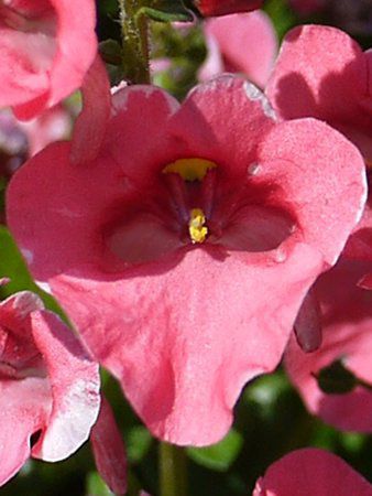 ディアスキア Diascia かぎけんweb ディアスキア Diascia かぎけんweb