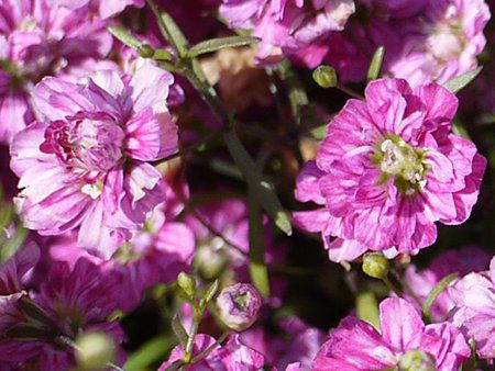 Wv\tBEX(Gypsophila muralis) 'WvV[EfB[vE[Y'