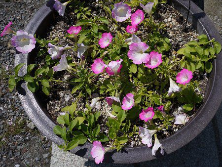 Petunia'Opera Supreme Pink Morn'2007 All-America Selections Bedding Plant Award Winner