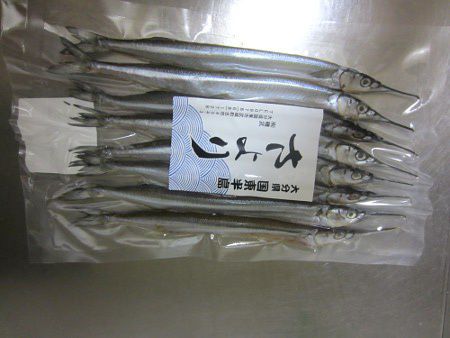 サヨリ 細魚 針魚 かぎけんweb