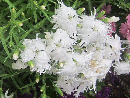 _CATX(Dianthus)lG炫?