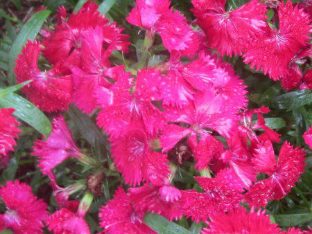 _CATX(Dianthus)lG炫?