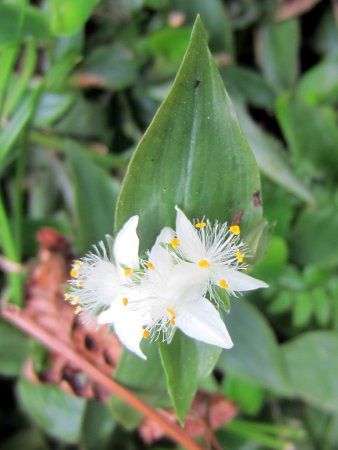トキワツユクサ 常盤露草 かぎけんweb