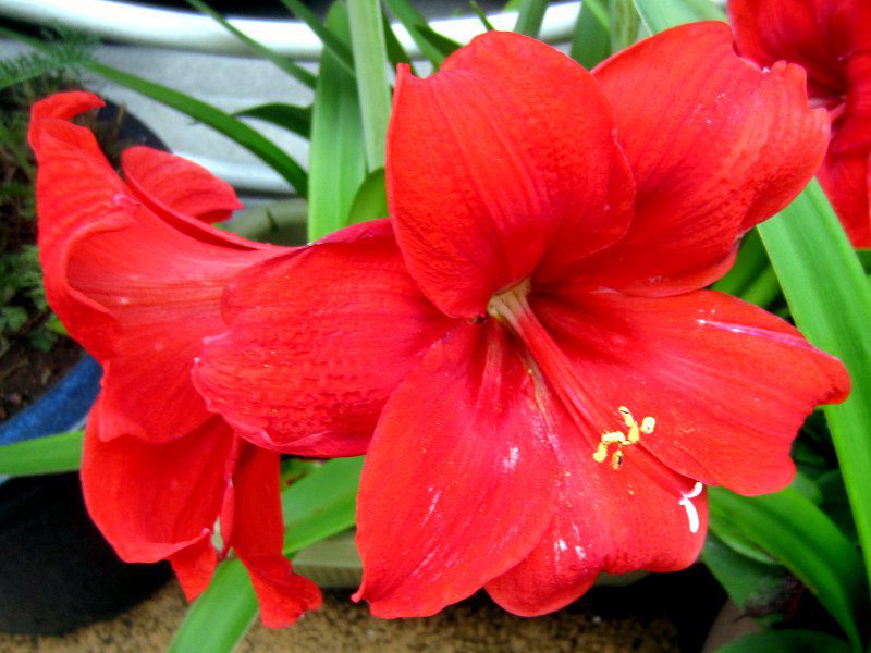 A}X(Amaryllis) 