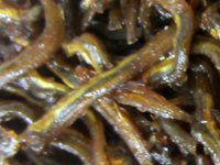 �C�J�i�S�i�ʋ؋��j