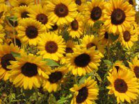 �⏬�q�}����