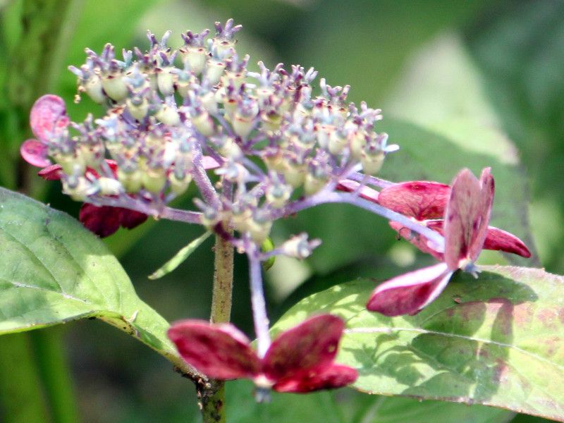 伊豆四季の花公園の紫陽花 かぎけんweb