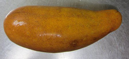 アカゲウリ（赤毛瓜）【かぎけんWEB】