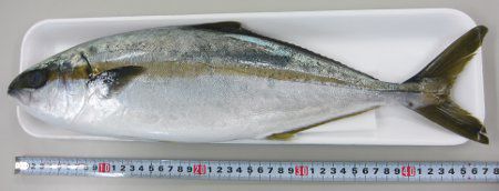 �q���}�T�g�̌���