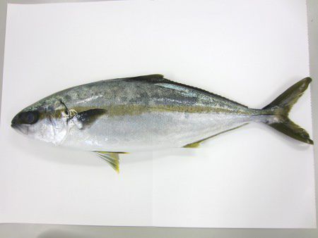 �q���}�T�S�g