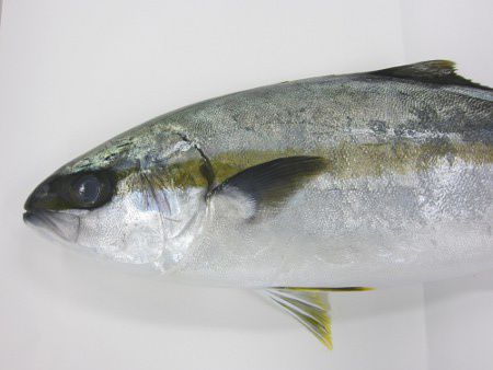 �q���}�T�㔼�g