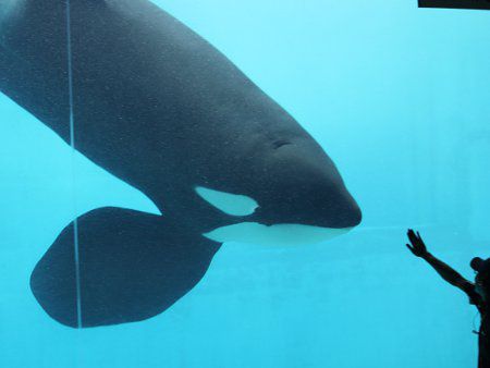 シャチ 鯱 かぎけんweb