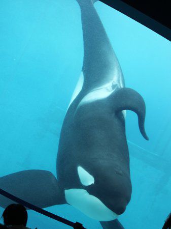 シャチ 鯱 かぎけんweb