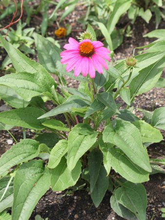 エキナセア・プルプレア(Echinacea purpurea)【かぎけんWEB】