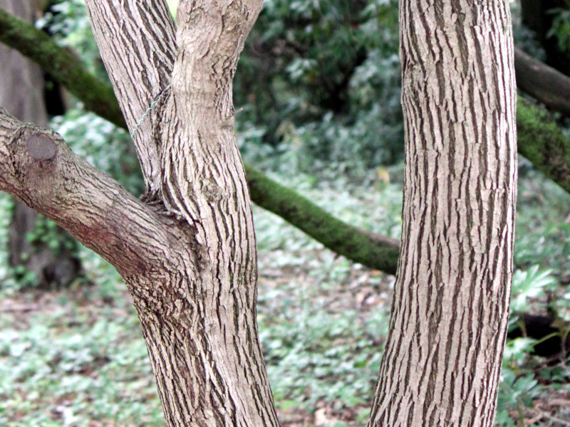 �J���R�M�J�G�f