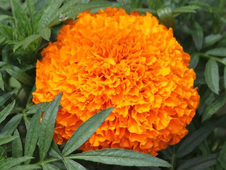 マリーゴールド Marigold かぎけんweb