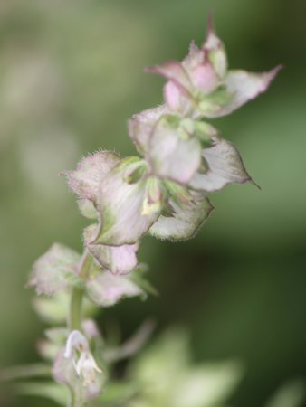 NZ[W(clary sage)