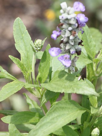 サルビア・ファリナセア（Salvia farinacea）