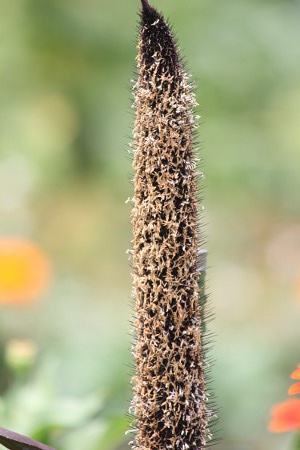 ペニセツム グラウクム パープルマジェスティ Pennisetum Glaucum Purple Majesty かぎけんweb ペニセツム グラウクム パープルマジェスティ Pennisetum Glaucum Purple Majesty かぎけんweb
