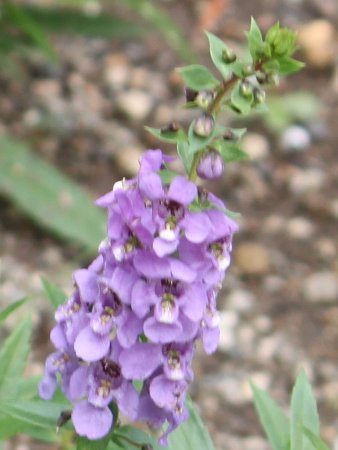 アンゲロニア Angelonia かぎけんweb