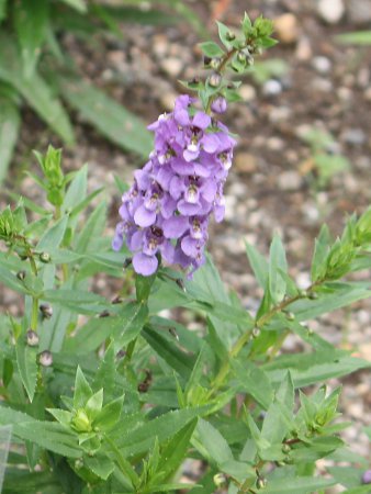 アンゲロニア Angelonia かぎけんweb