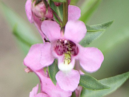 アンゲロニア Angelonia かぎけんweb