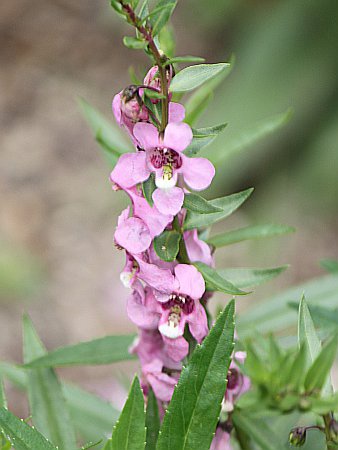 アンゲロニア Angelonia かぎけんweb