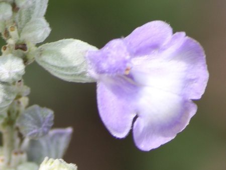 TrAEt@iZAiSalvia farinaceaj'tFA[NC['