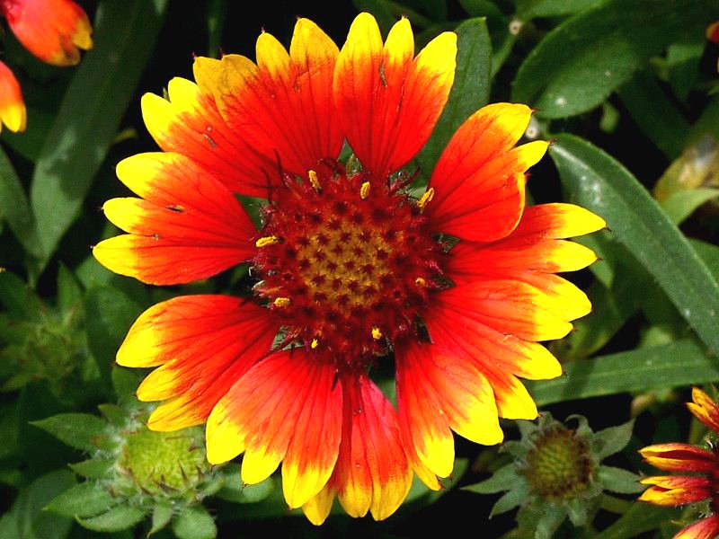 ガイラルディア Gaillardia かぎけんweb