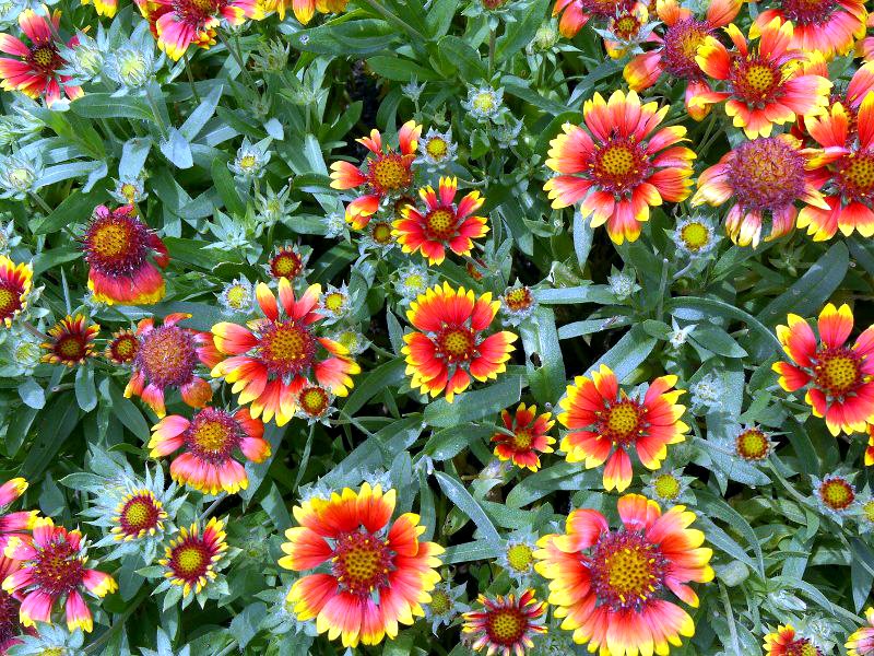 ガイラルディア Gaillardia かぎけんweb
