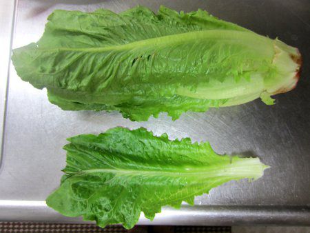 どこか産レタス レタス・リーフレタスの商品一覧｜野菜の種｜ホームセンター